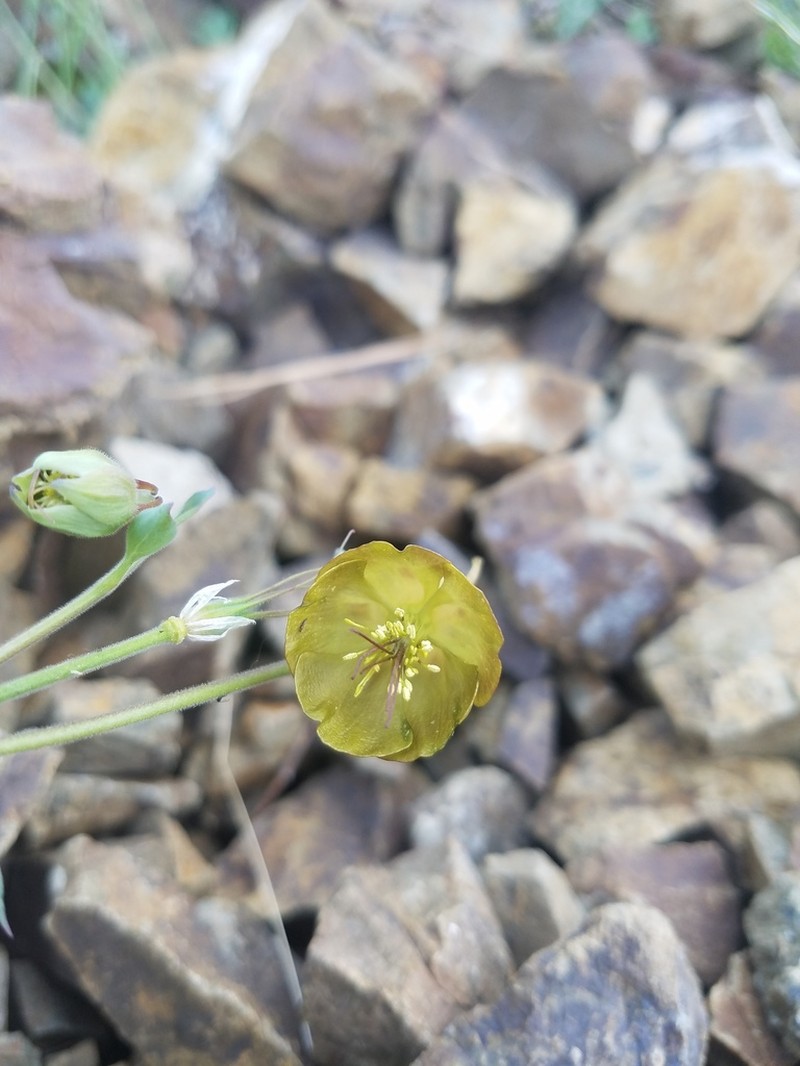 Aquilegia viridiflora photo 2