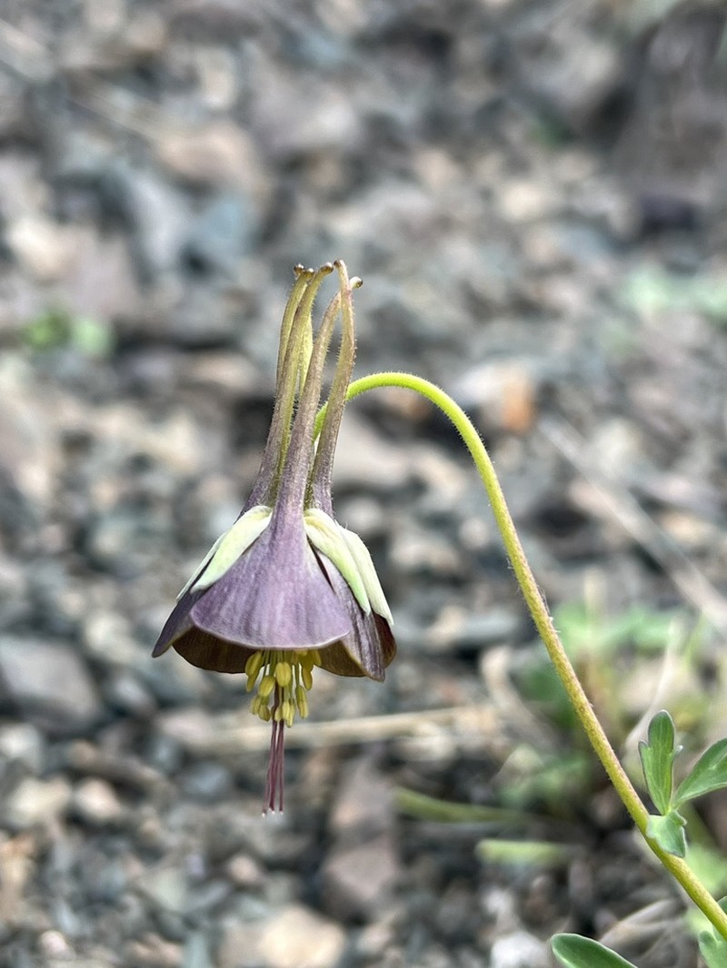 Aquilegia viridiflora photo 3