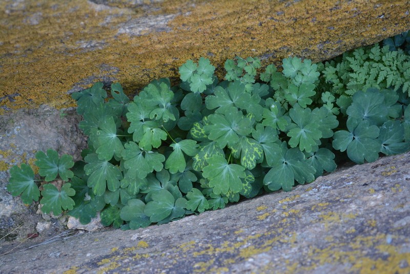 Aquilegia viridiflora photo 4
