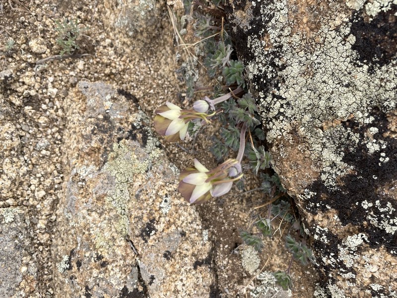 Aquilegia viridiflora photo 5