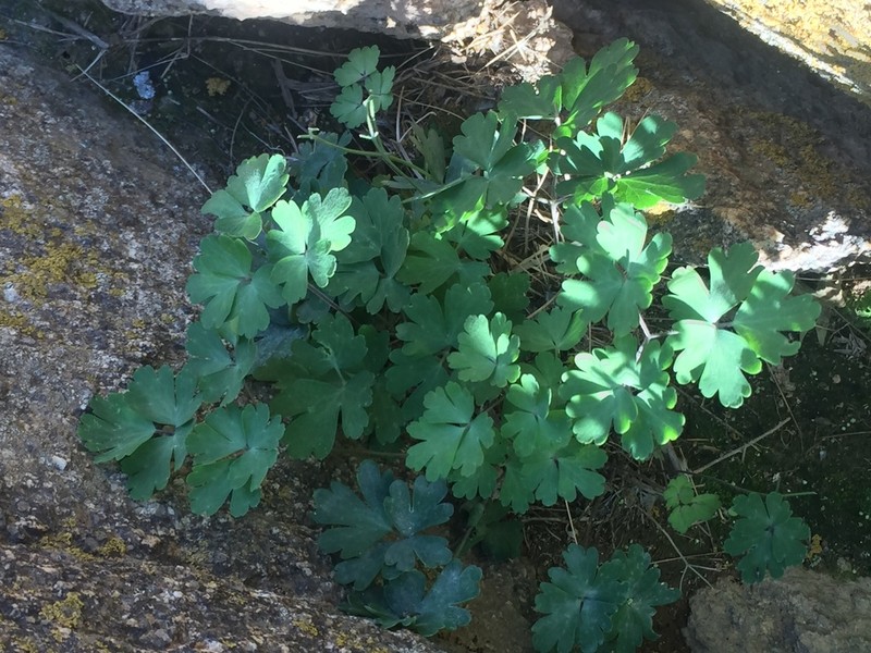 Aquilegia viridiflora photo 6