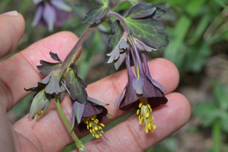 Aquilegia viridiflora var. atropurpurea