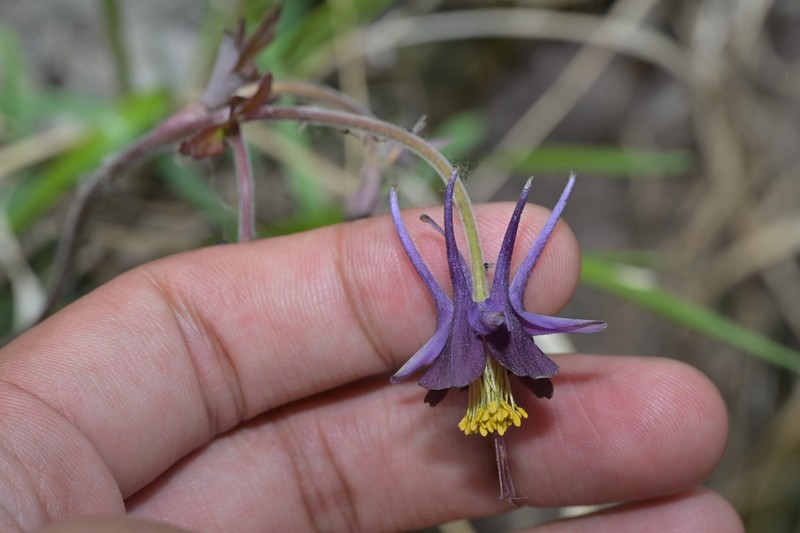 Aquilegia viridiflora var. atropurpurea photo 2