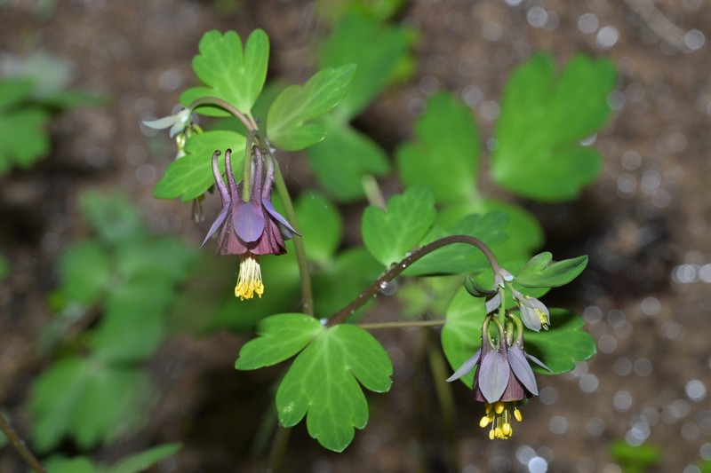 Aquilegia viridiflora var. atropurpurea photo 3