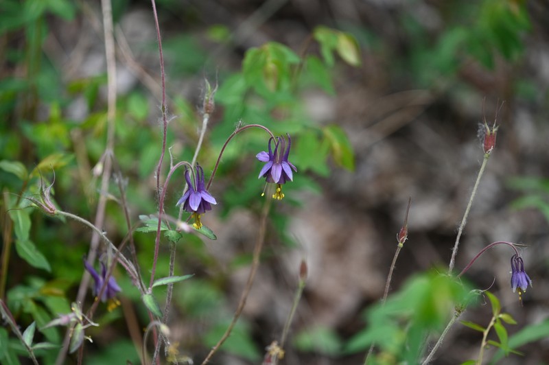Aquilegia viridiflora var. atropurpurea photo 4