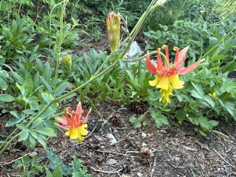 Aquilegia viscosa photo 4