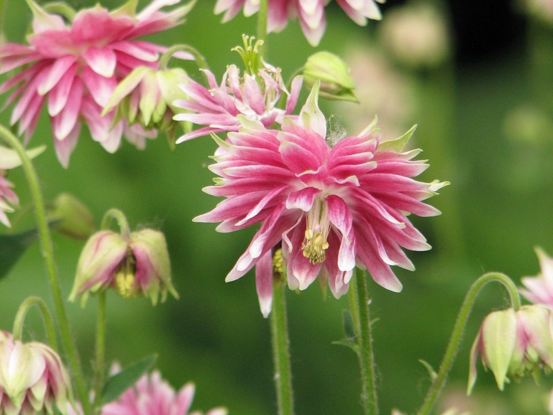 Aquilegia viscosa photo 5