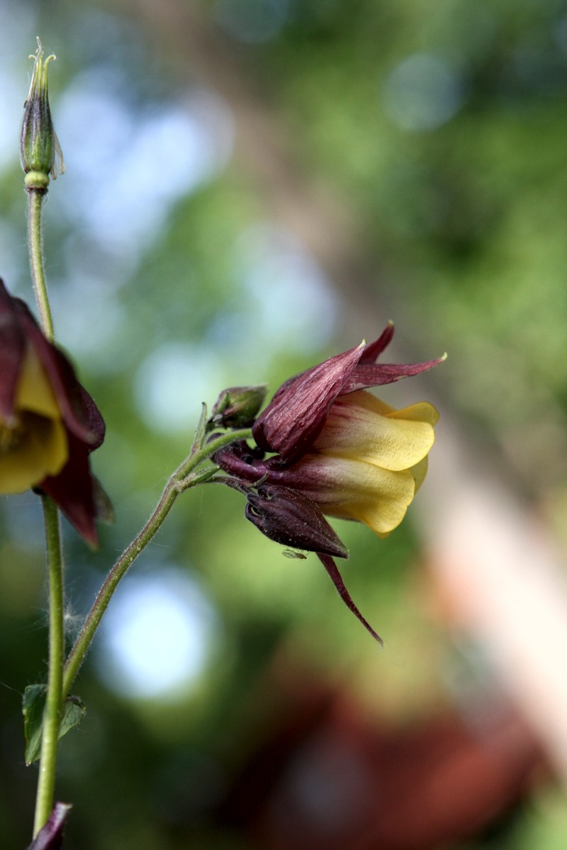 Aquilegia viscosa photo 6