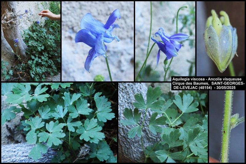 Aquilegia viscosa photo 7