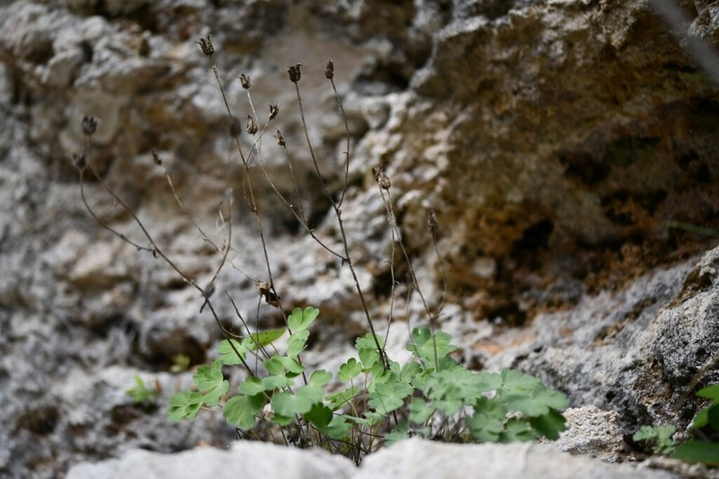Aquilegia viscosa photo 8