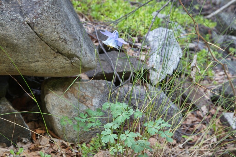 Aquilegia vitalii