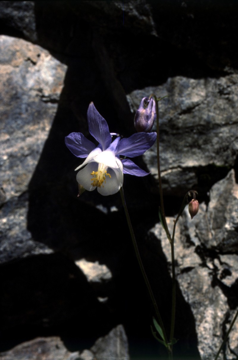 Aquilegia vitalii photo 2