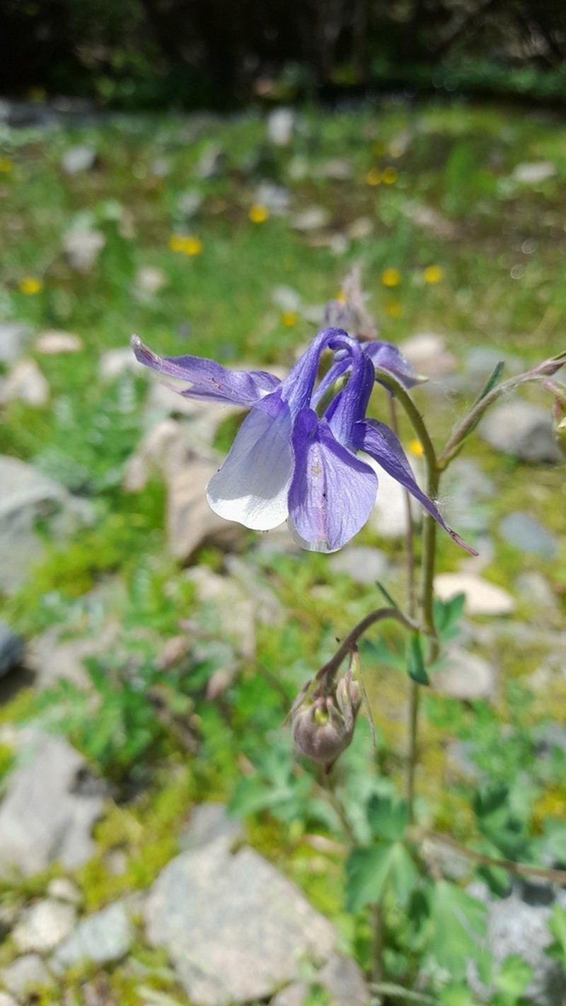 Aquilegia vitalii photo 4
