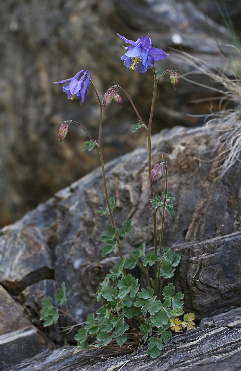 Aquilegia vitalii photo 5