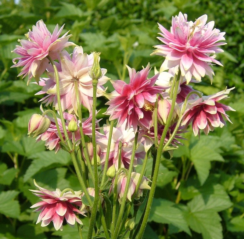 European Columbine photo 3