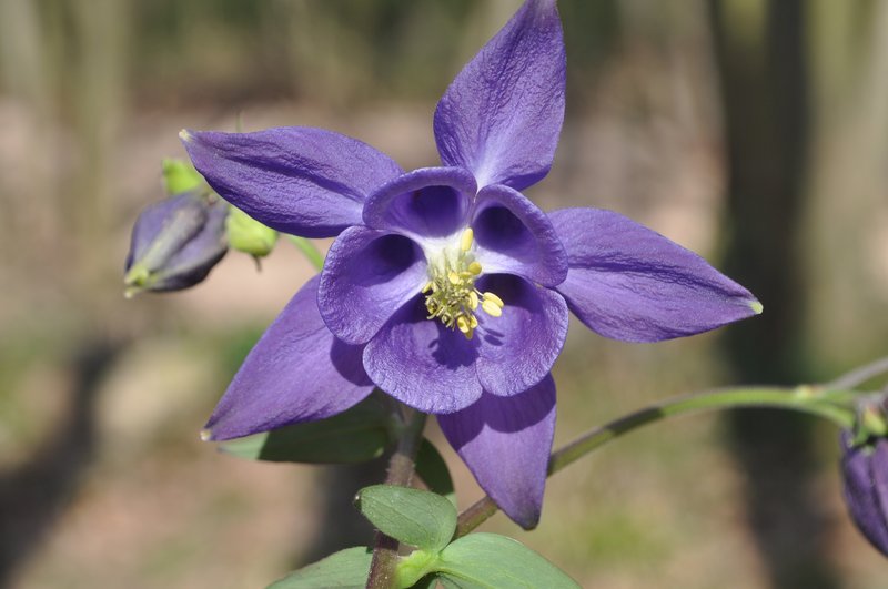European Columbine photo 4