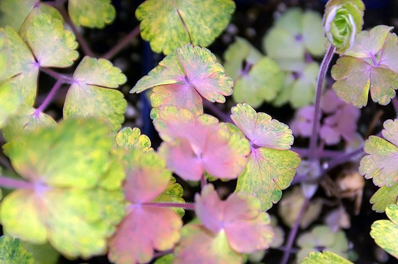 European Columbine photo 6