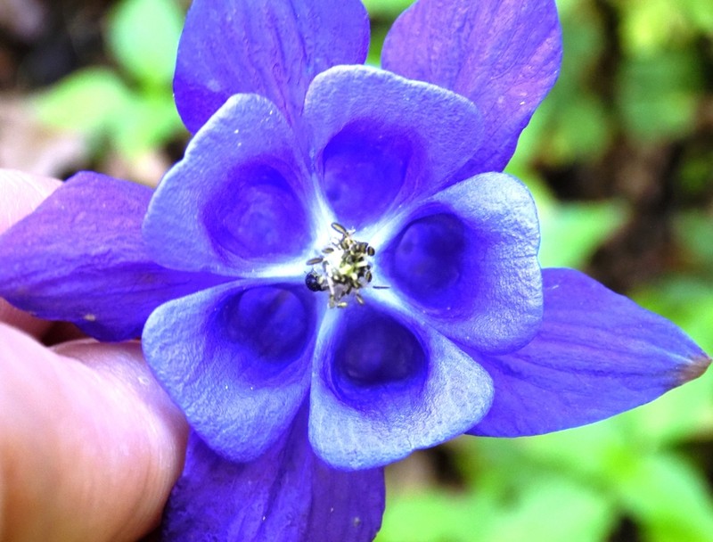 European Columbine photo 7