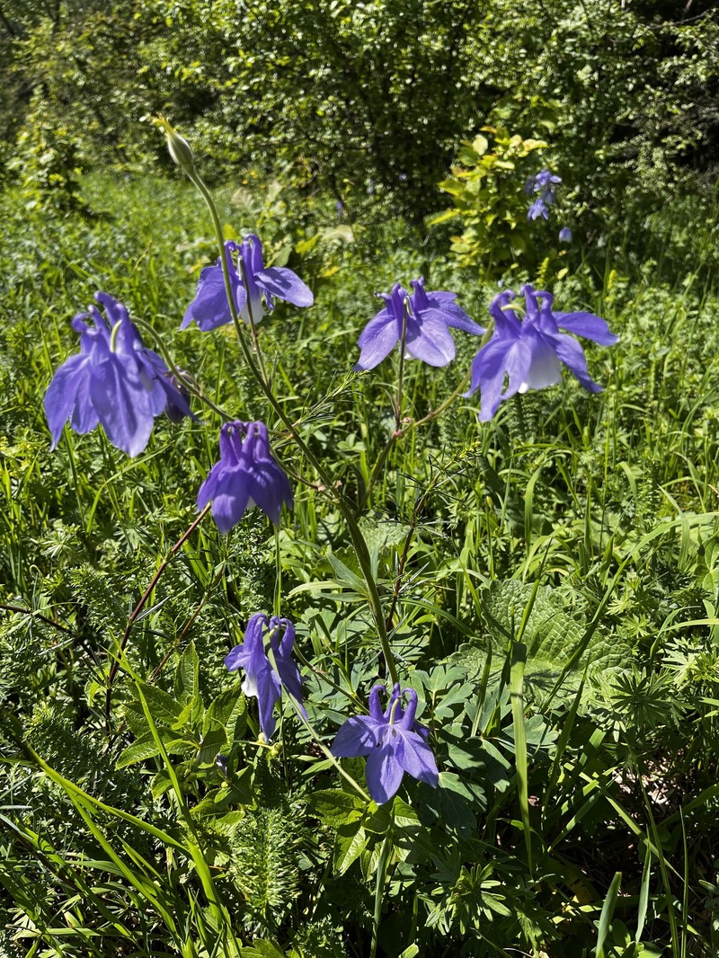 Aquilegia wittmanniana