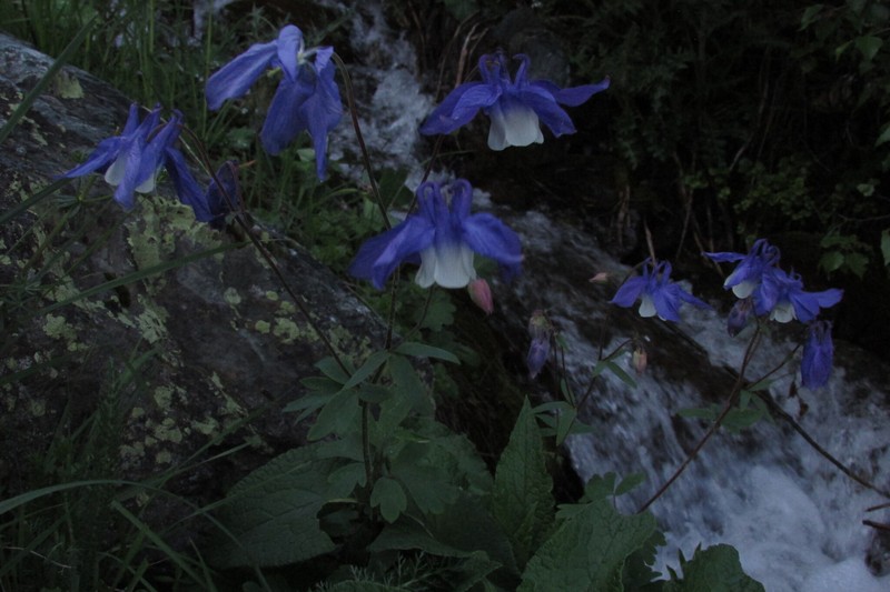 Aquilegia wittmanniana photo 2
