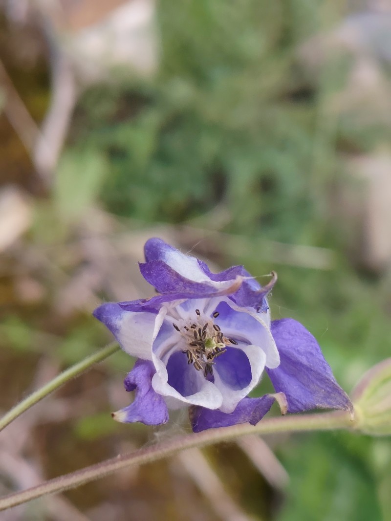 Aquilegia wittmanniana photo 3
