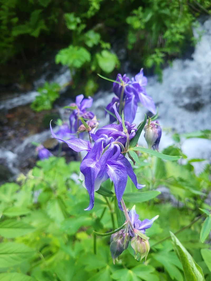 Aquilegia wittmanniana photo 4