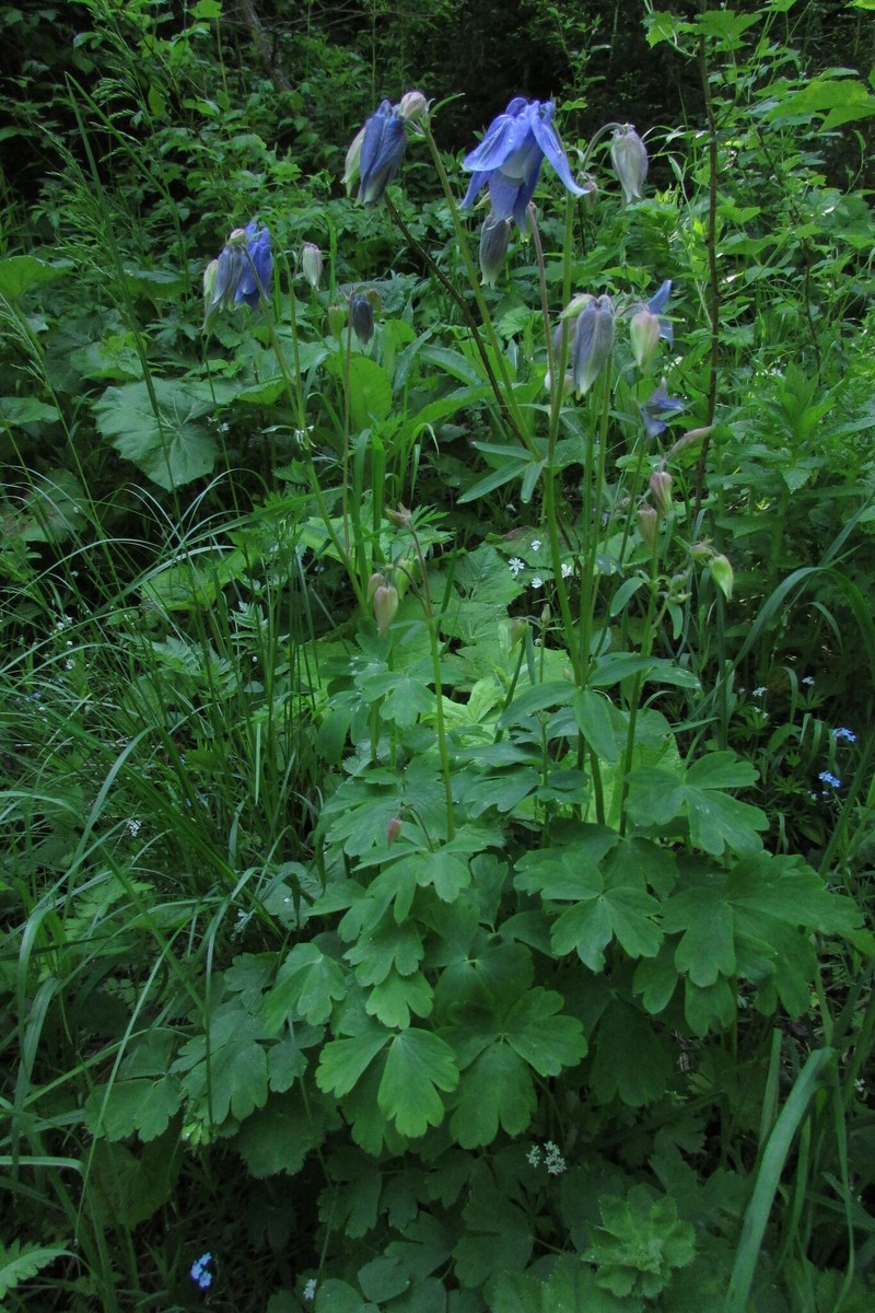 Aquilegia wittmanniana photo 5
