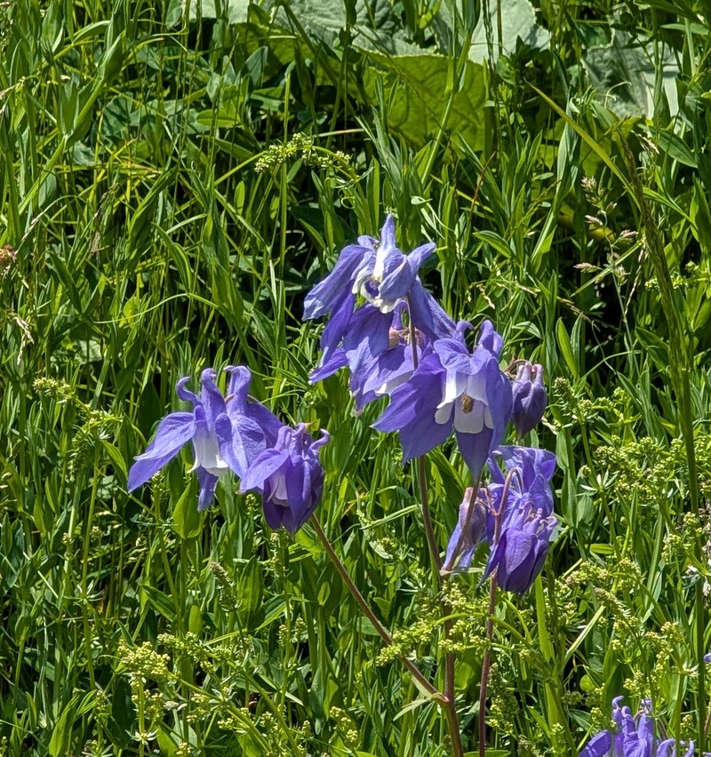 Aquilegia wittmanniana photo 6