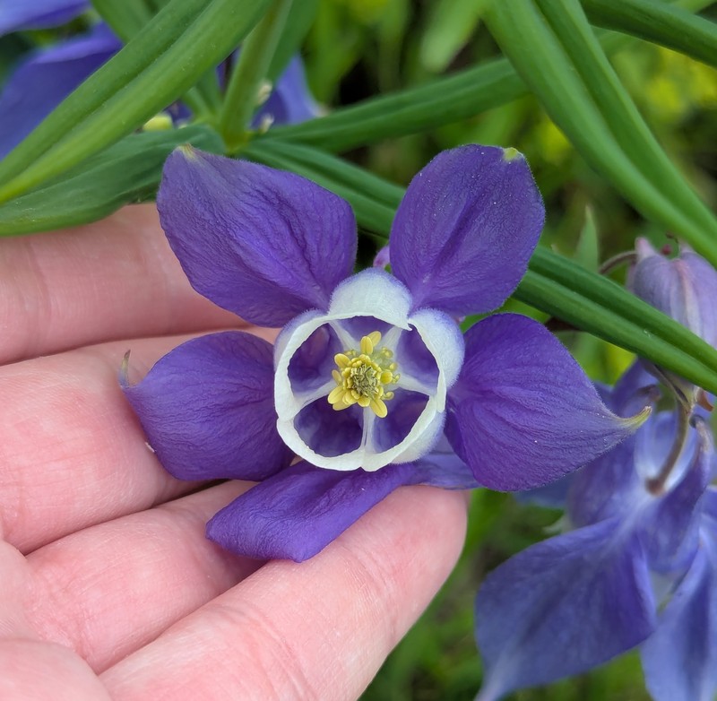 Aquilegia wittmanniana photo 7