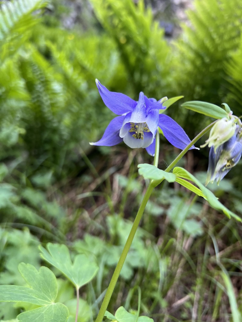 Aquilegia wittmanniana photo 8