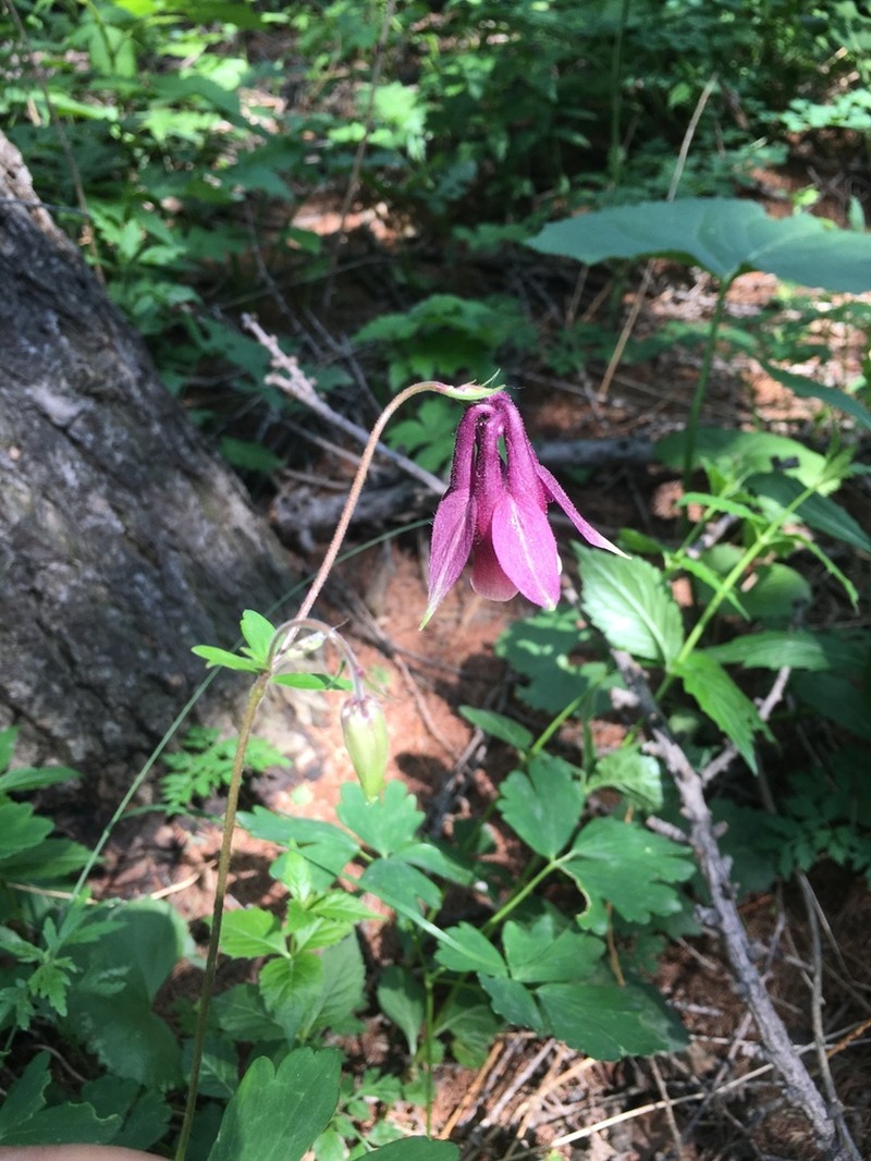 Aquilegia yabeana