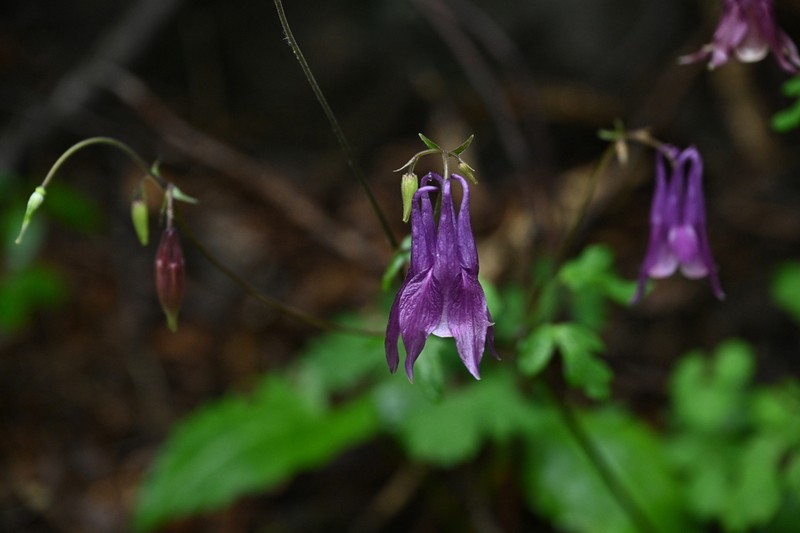 Aquilegia yabeana photo 2