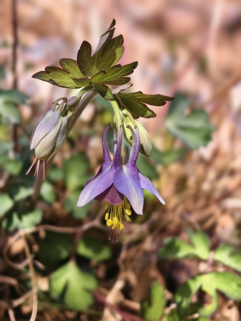 Aquilegia yabeana photo 3
