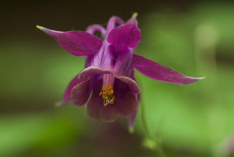 Aquilegia yabeana photo 4