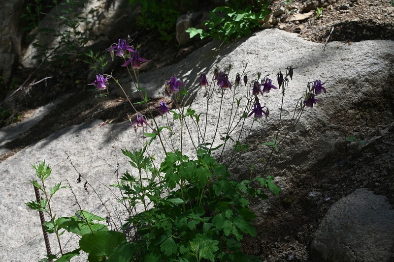 Aquilegia yabeana photo 5