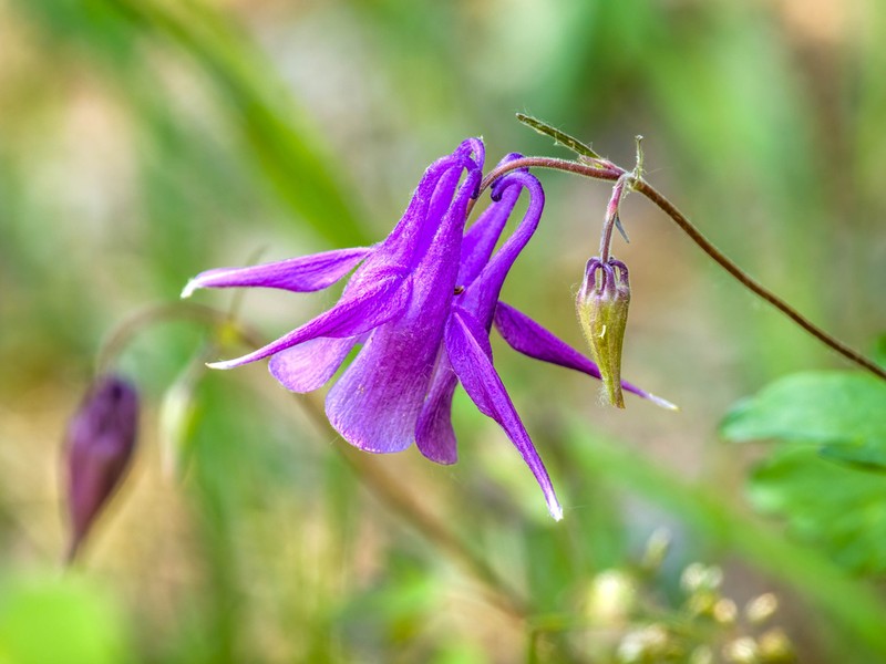 Aquilegia yabeana photo 6