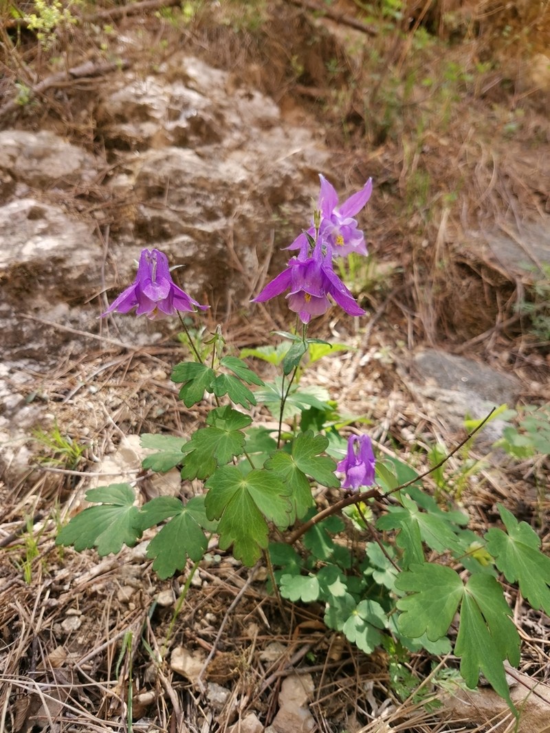 Aquilegia yabeana photo 7