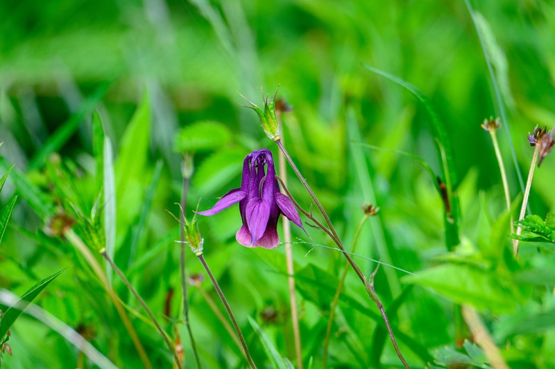Aquilegia yabeana photo 8