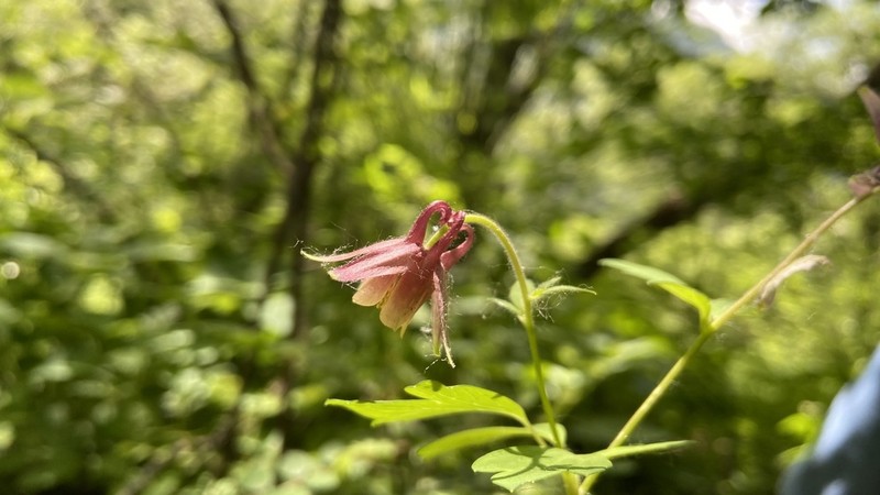 Aquilegia yangii photo 2