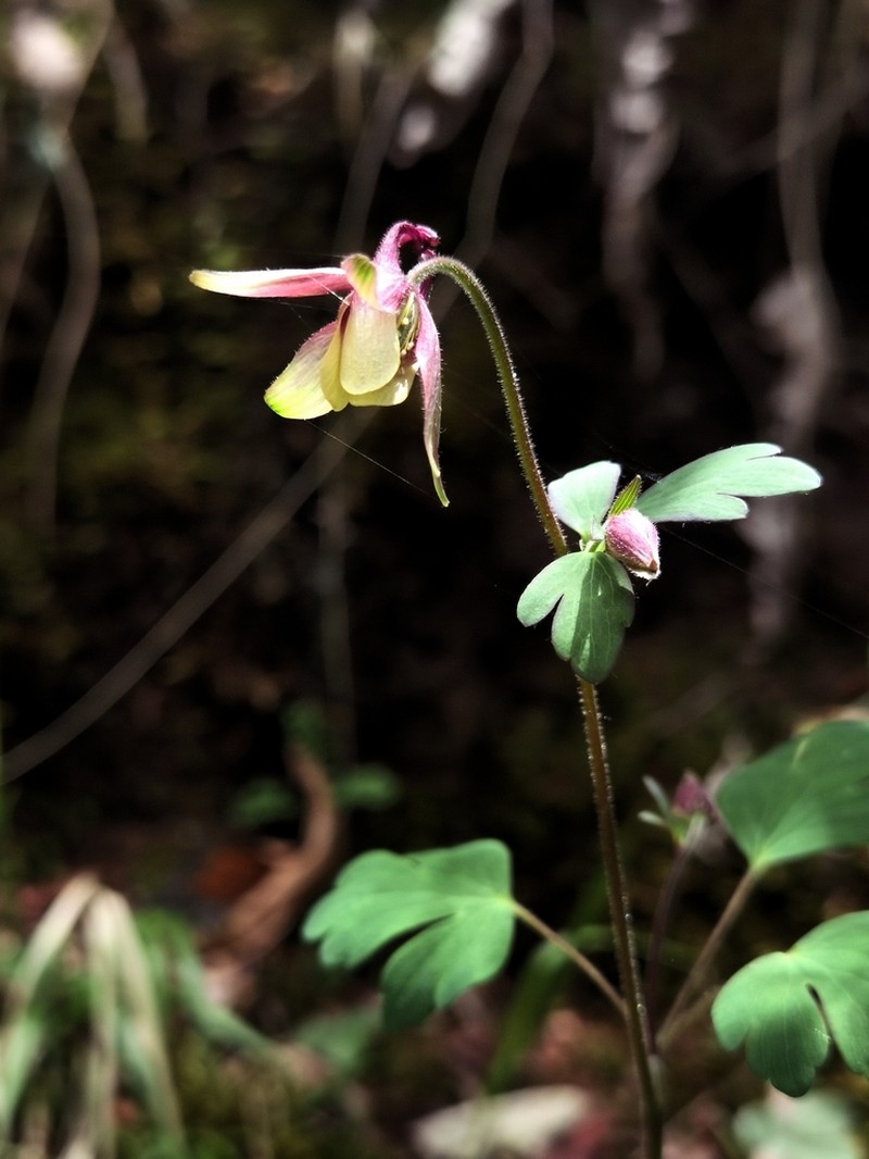 Aquilegia yangii photo 3