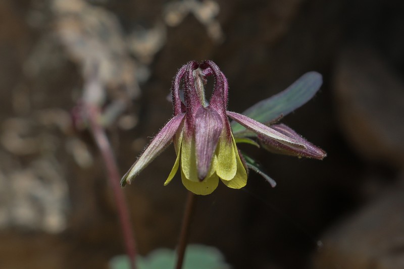 Aquilegia yangii