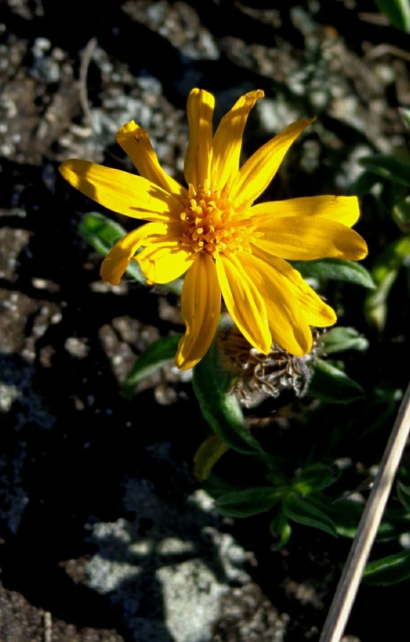 Aquilula riskindii