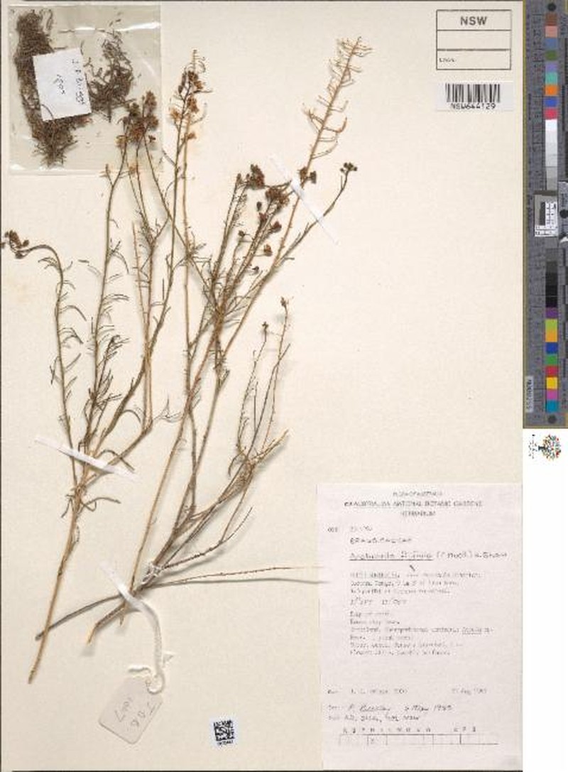 Arabidella filifolia