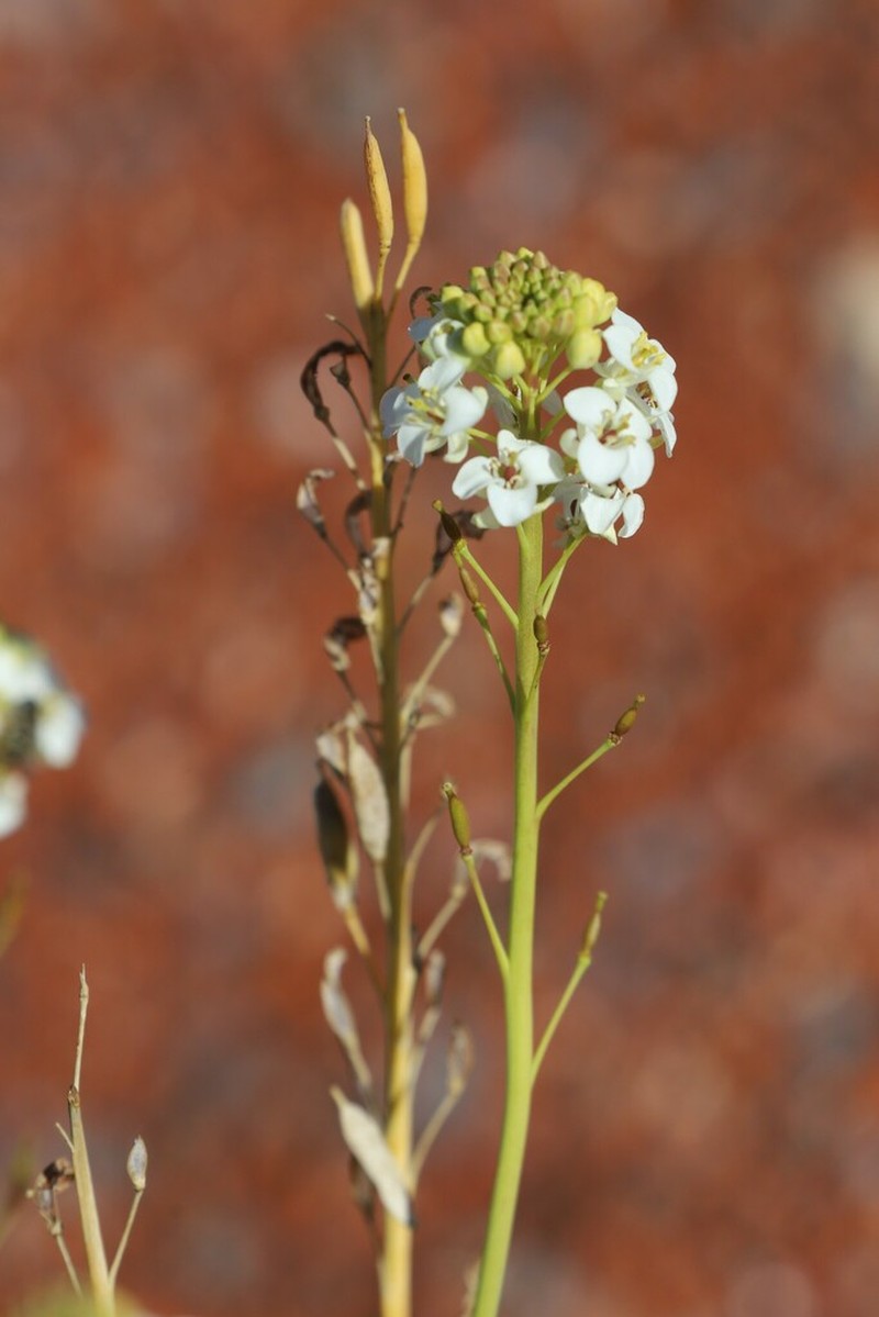 Arabidella glaucescens