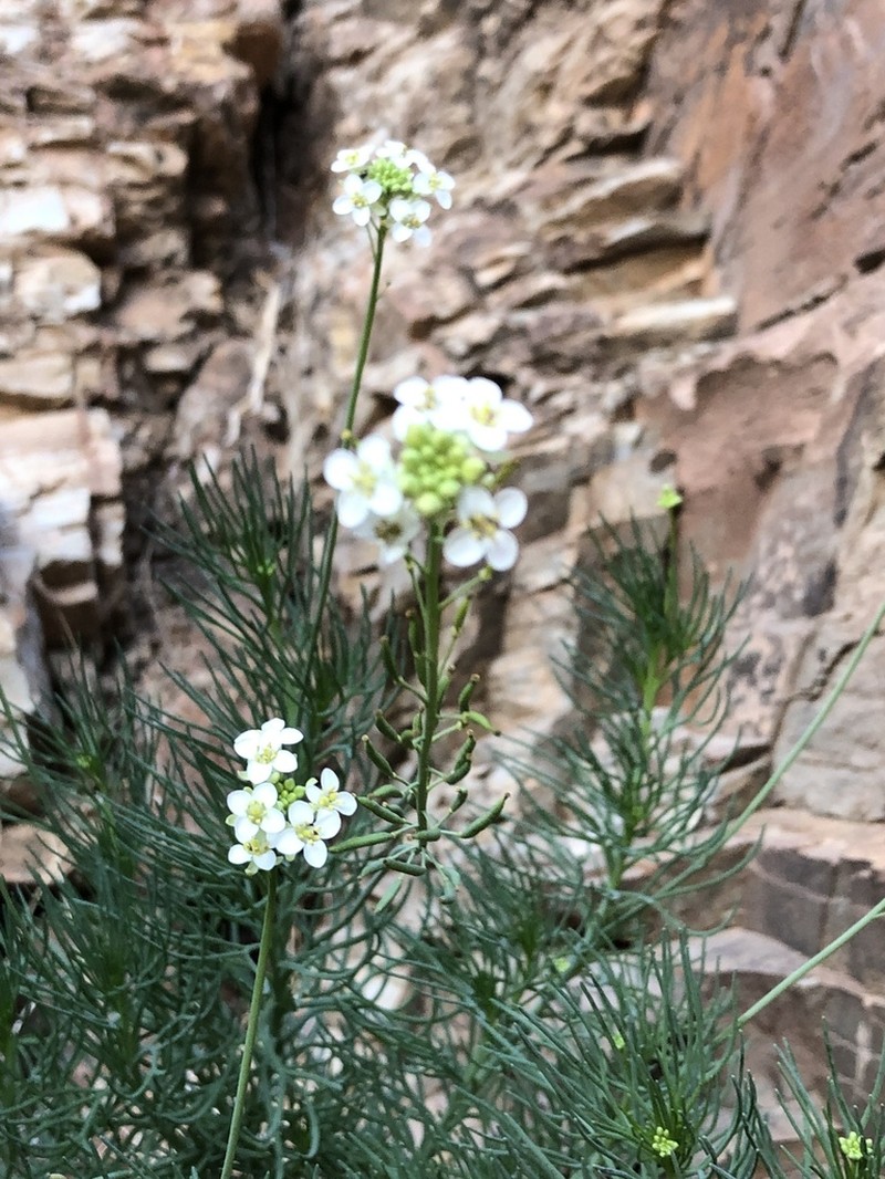 Arabidella glaucescens photo 2