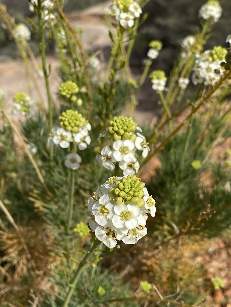 Arabidella glaucescens photo 3