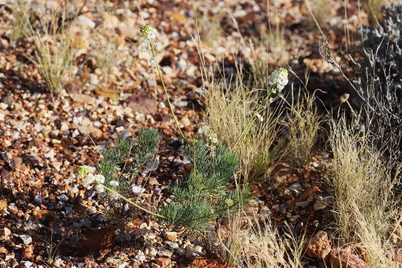 Arabidella glaucescens photo 5