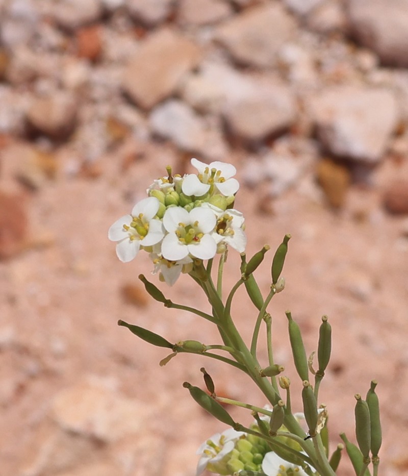 Arabidella glaucescens photo 6