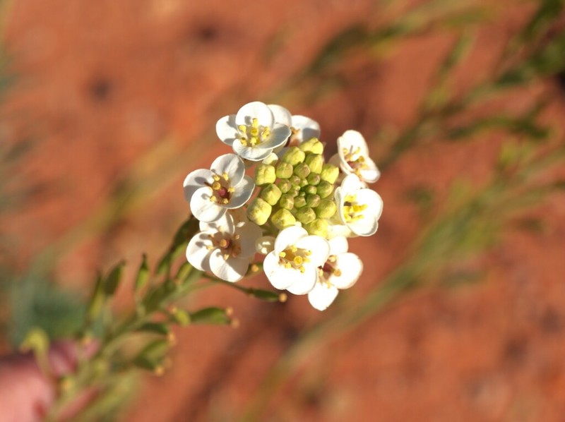 Arabidella glaucescens photo 7