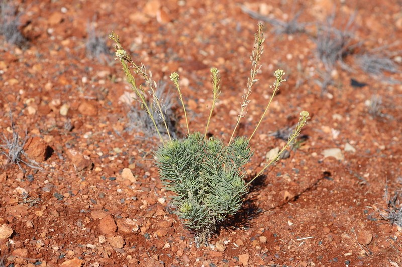 Arabidella glaucescens photo 8